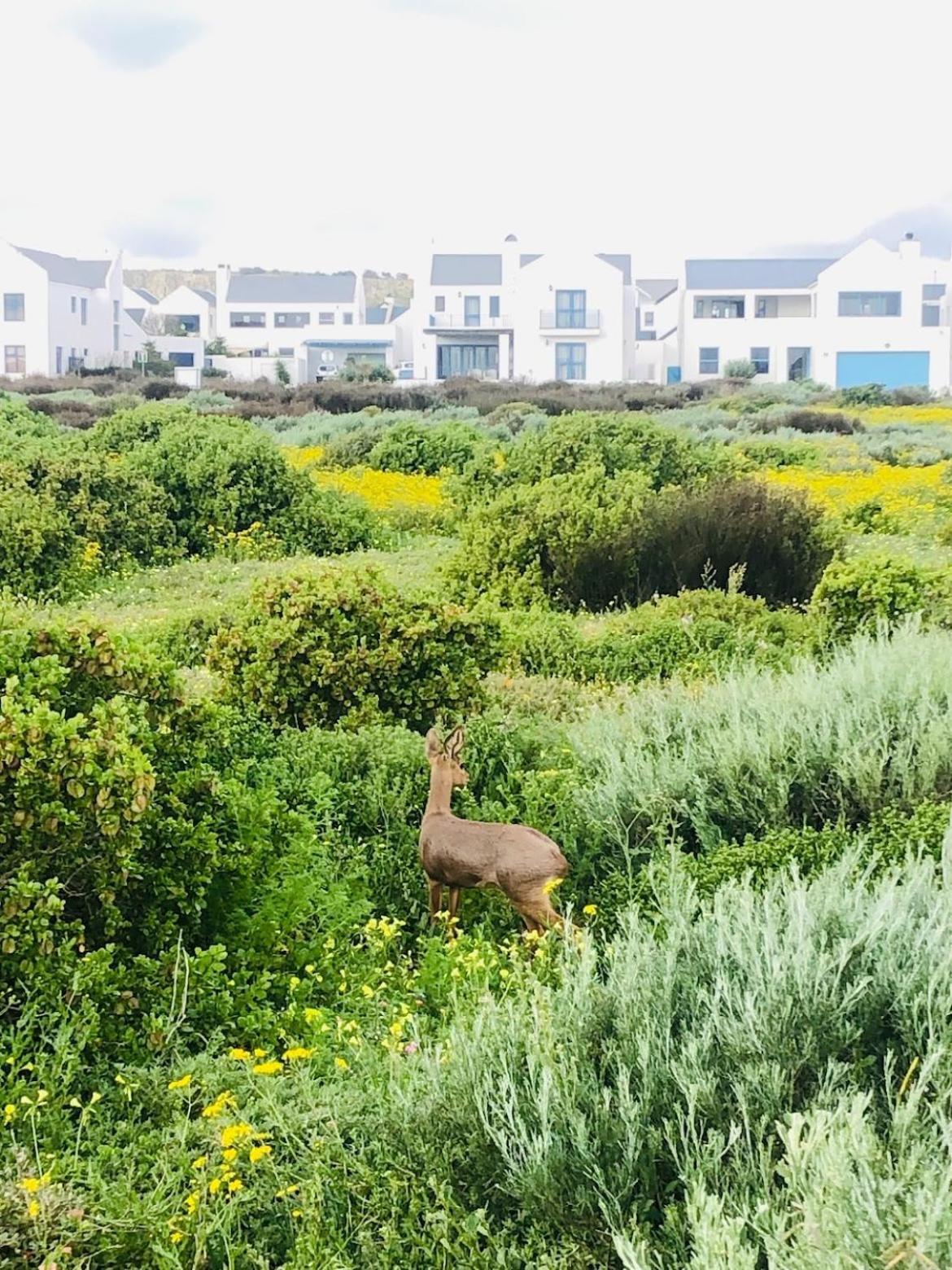 Clam Lagoon Langebaan Exteriör bild